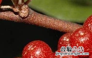 羊奶果的功效与作用 羊奶果的功效与作用偏方