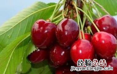 苦樱桃的功效与作用及禁忌是什么 苦樱桃的功效与作用