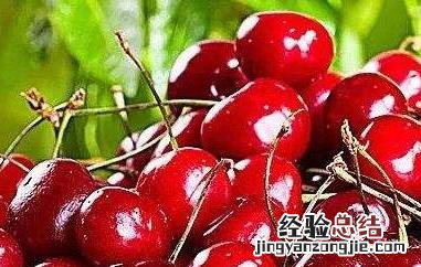 黑樱桃和樱桃的区别图片 黑樱桃和樱桃的区别
