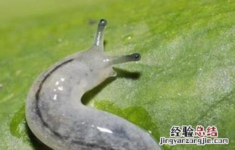 连翘病虫害的防治 连翘病虫害防治技术