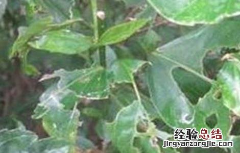 连翘病虫害的防治 连翘病虫害防治技术