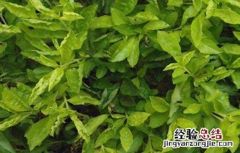 连翘病虫害的防治 连翘病虫害防治技术