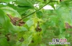 连翘病虫害的防治 连翘病虫害防治技术