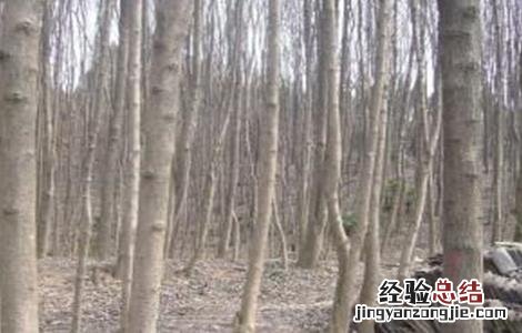杜仲剥皮技术 杜仲环剥技术及注意事项