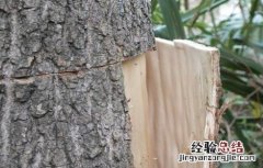 杜仲剥皮技术 杜仲环剥技术及注意事项