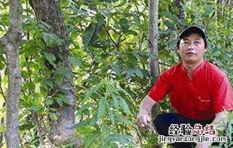 杜仲剥皮技术 杜仲环剥技术及注意事项