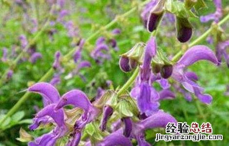 紫丹参种植技术和管理 紫丹参种植技术