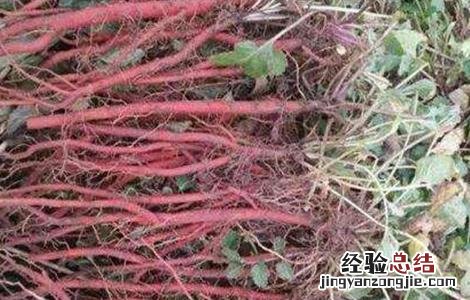 紫丹参种植技术和管理 紫丹参种植技术