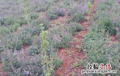 紫丹参种植技术和管理 紫丹参种植技术