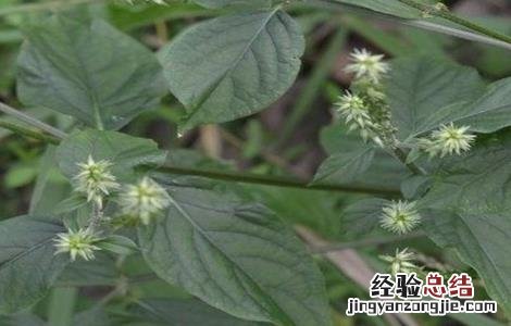 牛膝的田间管理技术 牛膝栽培技术