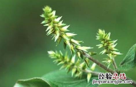 牛膝的田间管理技术 牛膝栽培技术