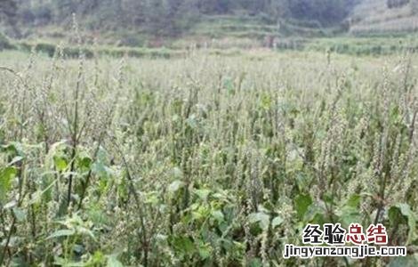 牛膝的田间管理技术 牛膝栽培技术