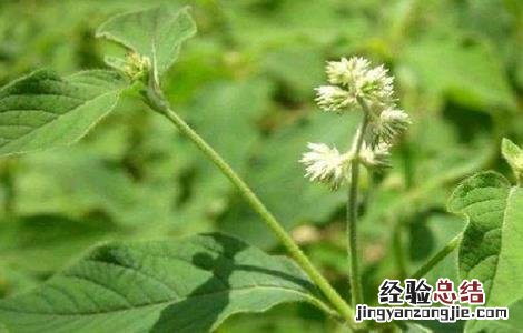 牛膝的田间管理技术 牛膝栽培技术
