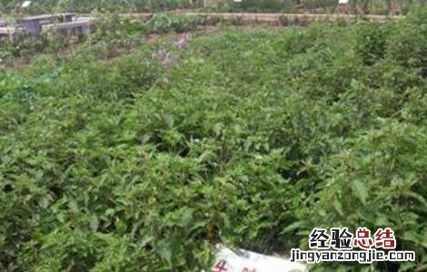 牛膝的田间管理技术 牛膝栽培技术