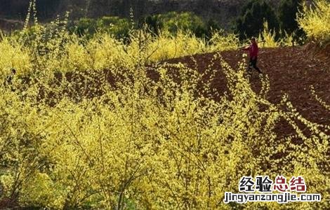 连翘的种植技术 连翘的种植技术视频