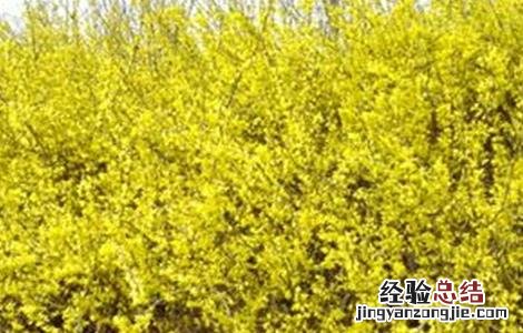 连翘的种植技术 连翘的种植技术视频