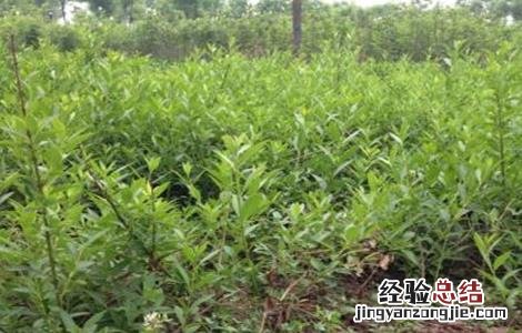 连翘的种植技术 连翘的种植技术视频