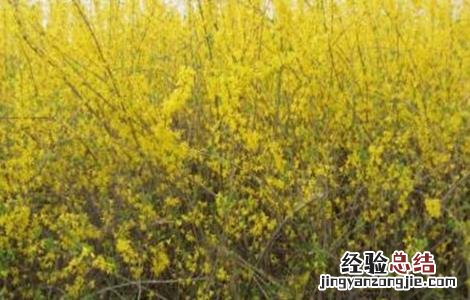 连翘的种植技术 连翘的种植技术视频