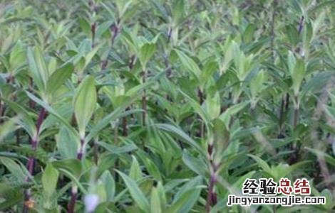 龙胆草的种植技术 龙胆草种植注意事项