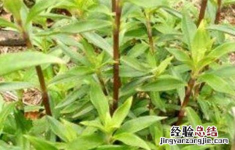 龙胆草的种植技术 龙胆草种植注意事项