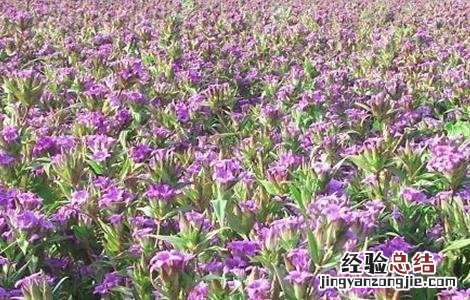 龙胆草的种植技术 龙胆草种植注意事项