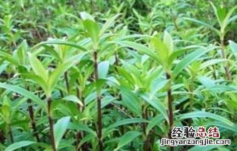 龙胆草的种植技术 龙胆草种植注意事项