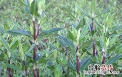 龙胆草的种植技术 龙胆草种植注意事项
