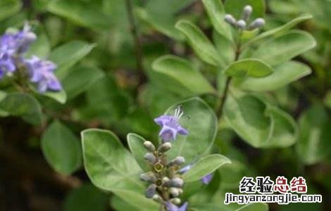 蔓荆子的繁殖方法 蔓荆子的繁殖方法视频