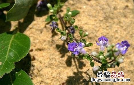 蔓荆子的繁殖方法 蔓荆子的繁殖方法视频