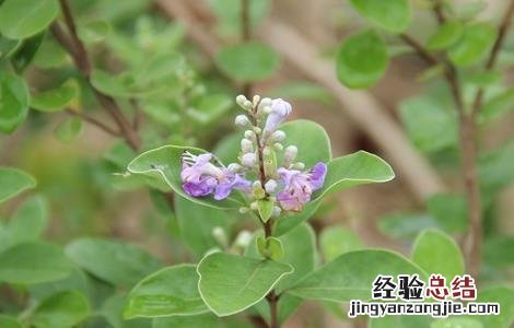 蔓荆子的繁殖方法 蔓荆子的繁殖方法视频