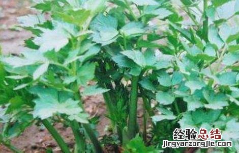 当归育苗技术 当归育苗技术指导图片