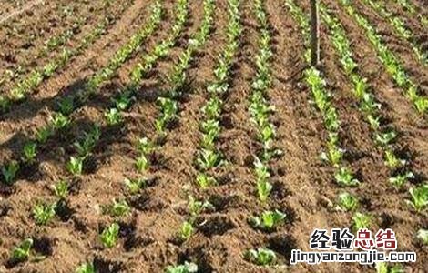 当归育苗技术 当归育苗技术指导图片