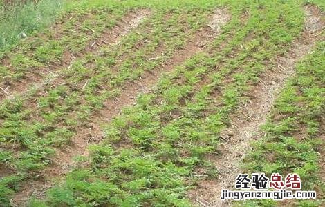 当归育苗技术 当归育苗技术指导图片