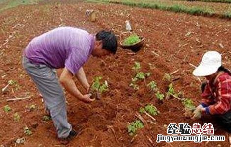 当归育苗技术 当归育苗技术指导图片