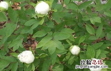 白芍田间管理技术要点 白芍田间管理技术