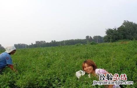 白芍田间管理技术要点 白芍田间管理技术