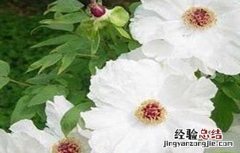 白芍田间管理技术要点 白芍田间管理技术