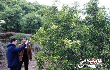 白芍田间管理技术要点 白芍田间管理技术