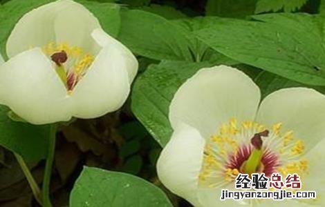 白芍田间管理技术要点 白芍田间管理技术