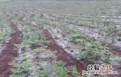当归早期抽薹原因及防治方法 当归早期抽薹原因及防治方法是什么