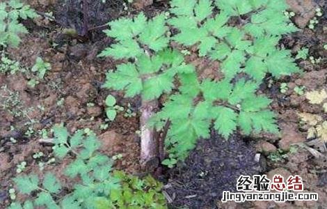当归早期抽薹原因及防治方法 当归早期抽薹原因及防治方法是什么