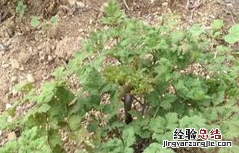 当归早期抽薹原因及防治方法 当归早期抽薹原因及防治方法是什么