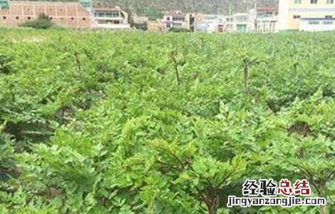 当归早期抽薹原因及防治方法 当归早期抽薹原因及防治方法是什么