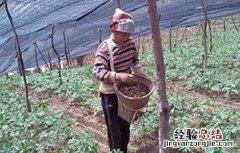 三七的施肥方法和用量 三七的施肥方法