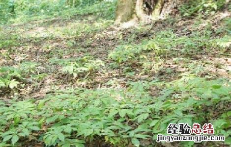 三七的施肥方法和用量 三七的施肥方法