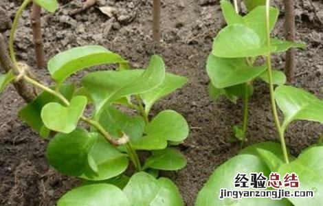 三七的施肥方法和用量 三七的施肥方法