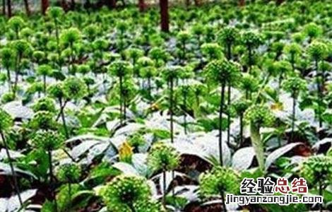 三七的施肥方法和用量 三七的施肥方法