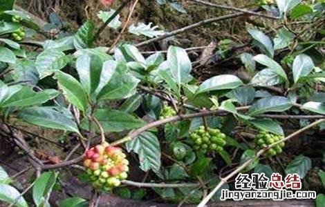 五味子掉果是什么原因 五味子落花落果原因及防治措施