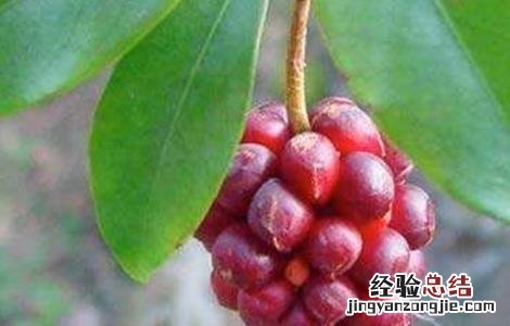 五味子掉果是什么原因 五味子落花落果原因及防治措施