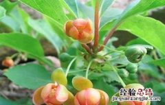 五味子掉果是什么原因 五味子落花落果原因及防治措施